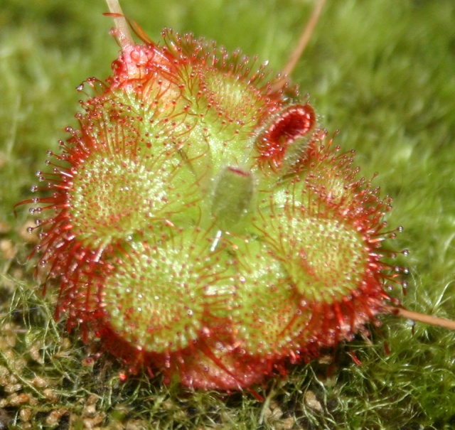 drosera 10091111