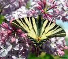 Machaon Flamba10