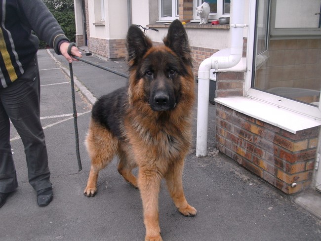 Berger allemand male 2 ans et demi refuge de bethune2 Ba12