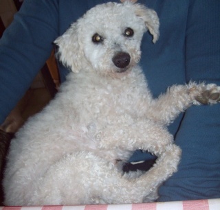 BISCOTTE F BICHON FRISEE 5 ANS CHERCHE ASSO AVEC FA (13) 106_1711