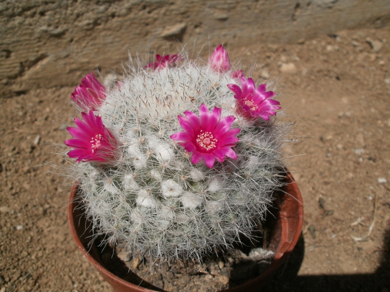Cactus en fleur !! P5130010