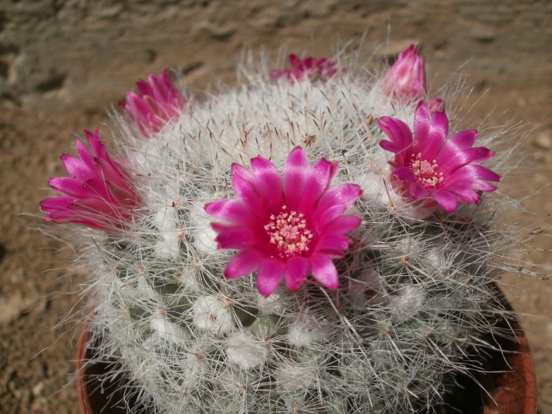 Cactus en fleur !! P5130011