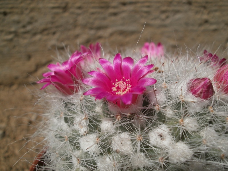 Cactus en fleur !! P5130013