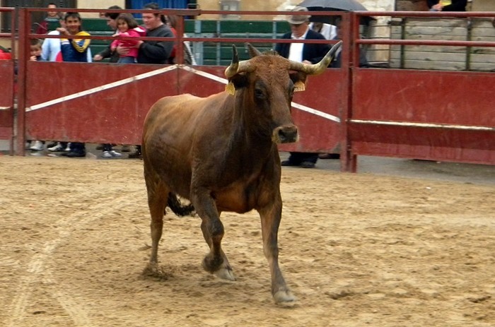 ALFAMEN (ZARAGOZA) SESIÓN DE VAQUILLAS DE HNS.FAURE 14/5/2011 522