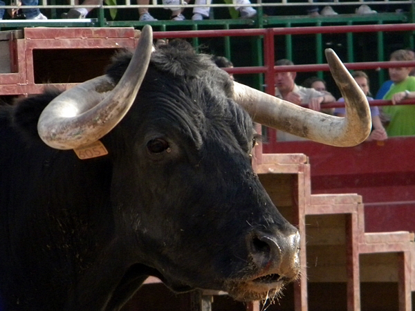 MORES (ZARAGOZA) CONCURSO DE GANADERIA 2011 5910