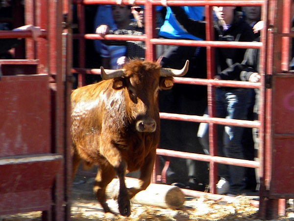 ALFAMEN (ZARAGOZA) SESIÓN DE VAQUILLAS DE HNS.FAURE 15/5/2011 721