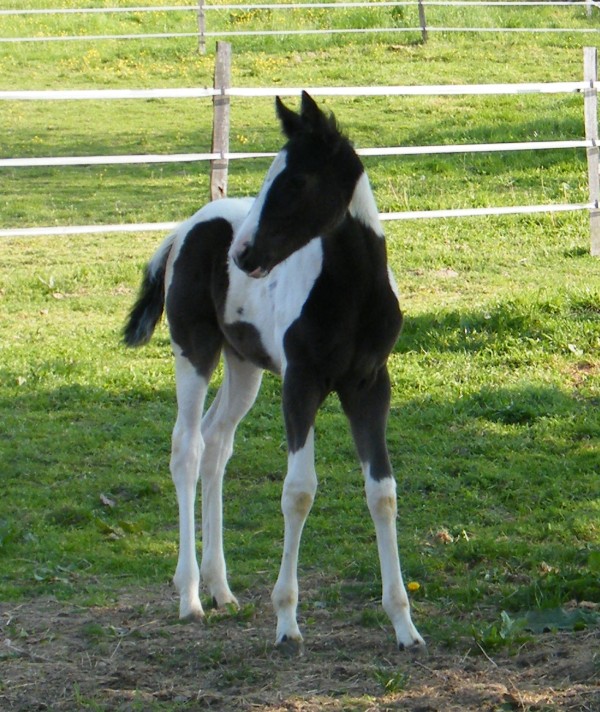 A VENDRE 2 POULICHES PAINT HORSE : VENDUES Dscf3412