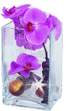 Grüsse für Püppi Orchid10