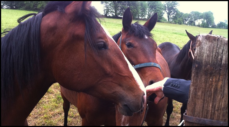 Vacheron & Constantin de famille >>> Horse110