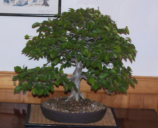 Korean hornbeam 5-11d10