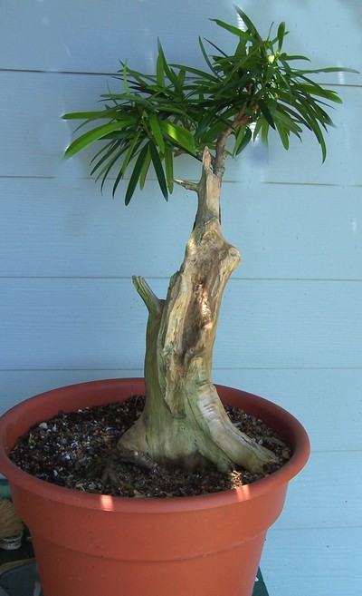 An ill-treated, mistreated Podocarpus 6-11a11