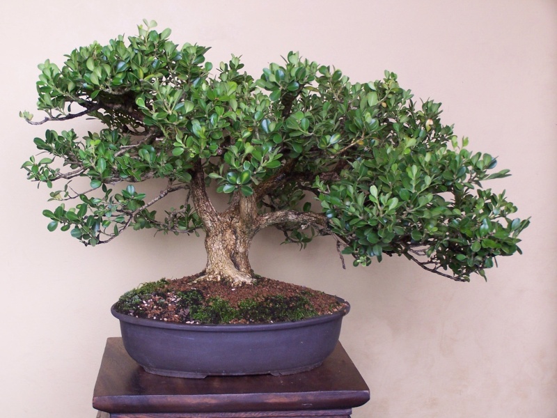 The Old Oak Style – A possibility for Bonsai?? 8-29-110