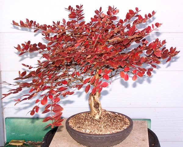 Show the Autumncolour from your bonsai Acoma_10