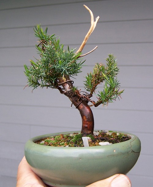 Juniperus virginiana Jv_4-110