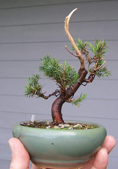 Juniperus virginiana Jv_4-112