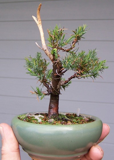 Juniperus virginiana Jv_4-113