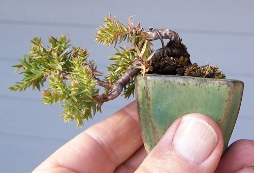 Juniperus virginiana Mini_c11