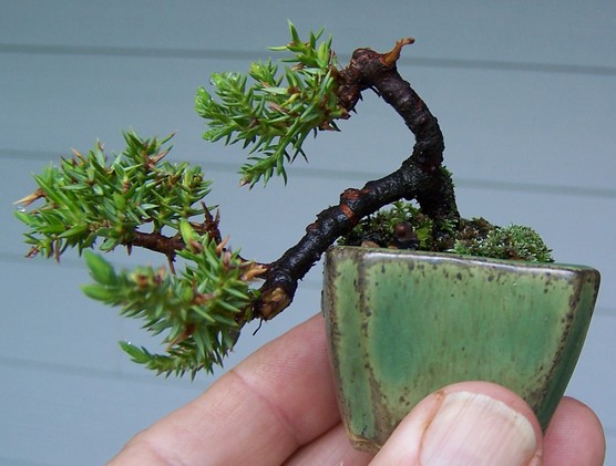 Juniperus virginiana Mini_c12