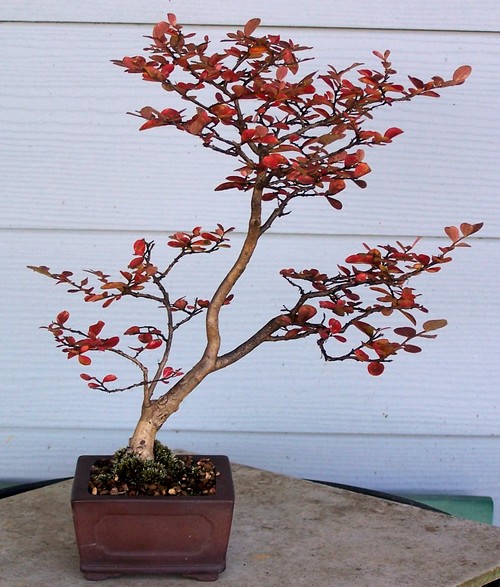 Show the Autumncolour from your bonsai Shohin14
