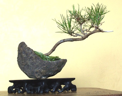 Pinus Viginiana examples? Virgin10