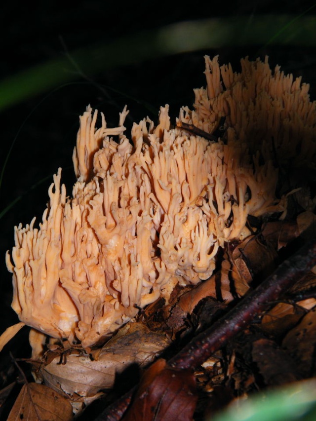 Funghi di stagione Ramari11