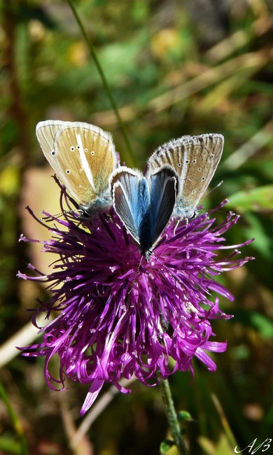 Papillons en vrac Sabla_11