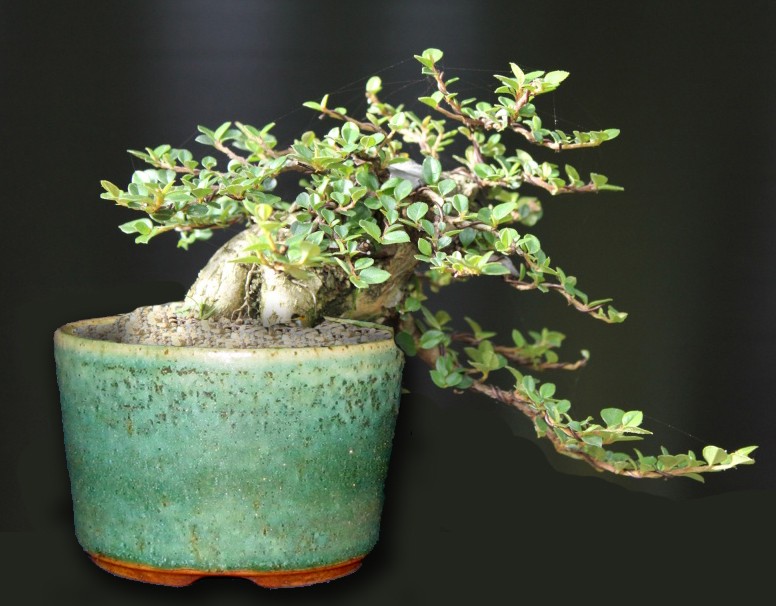 Shohin Cotoneaster. - Page 2 Will10