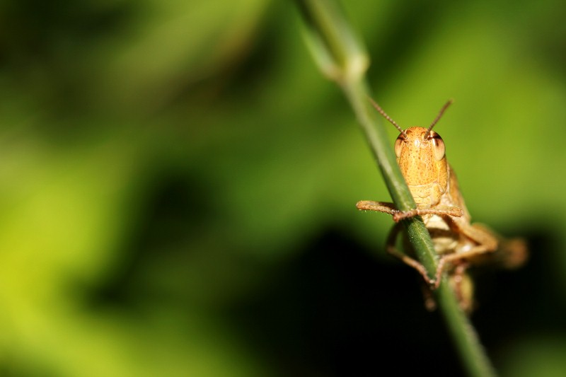 100 mm macro, j'essai de m'amuser !! Img_0510