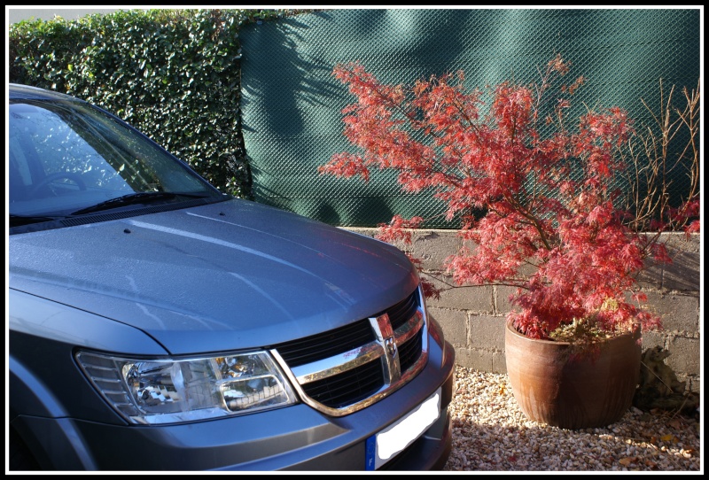 Vote : concours photo Novembre 2010 Dsc02713