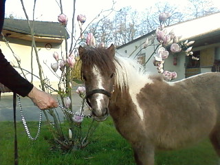 Arizona, Miniature Horse, adoptée le 3 06 11 Vanill11