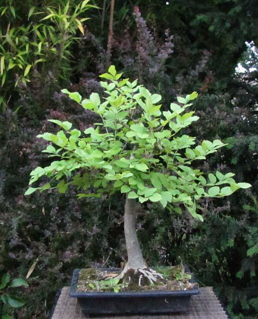 Fraxinus excelsior - common ash Frax0210