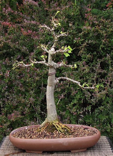 Fraxinus excelsior - common ash Frax0211