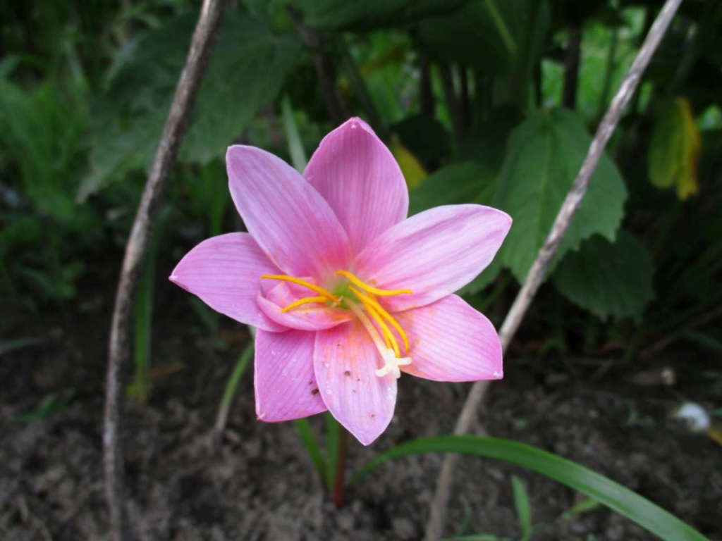 petite inconnue - Zephyranthes rosea Appart11