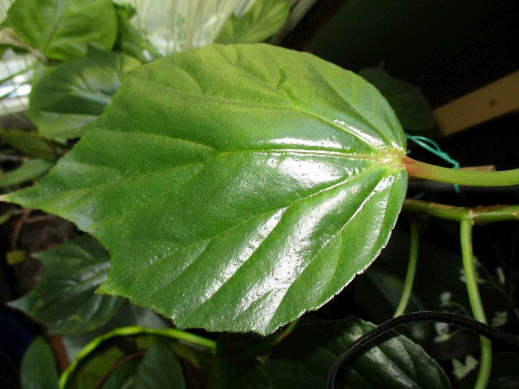 Begonia 'Fernande Laporte' Fernan12