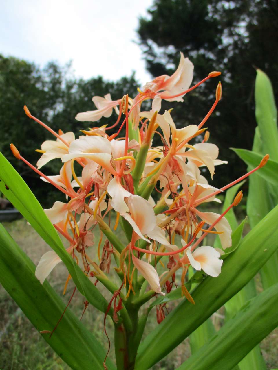 petit tour au jardin - Page 3 Fleurs11