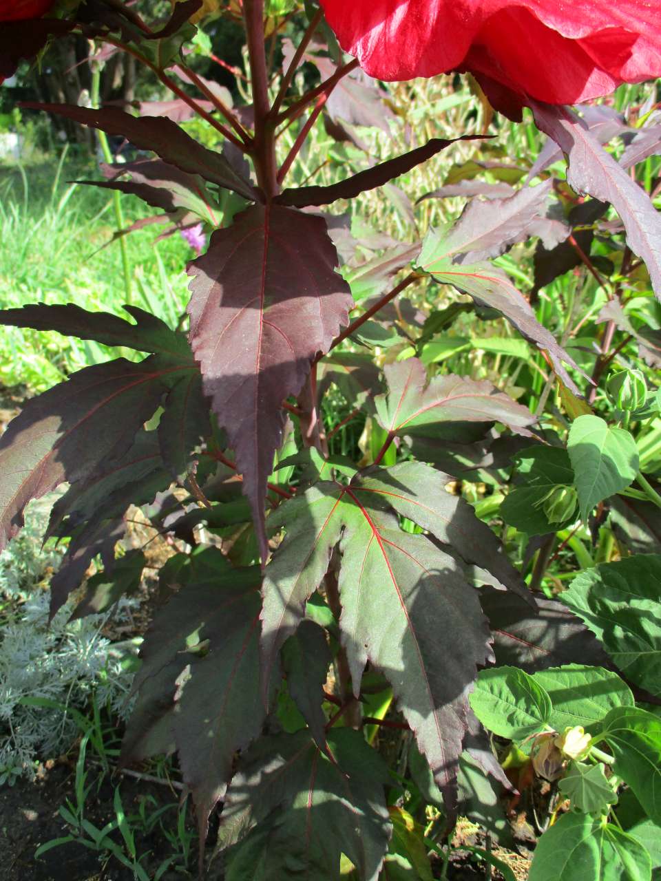 petit tour au jardin - Page 3 Hibisc15