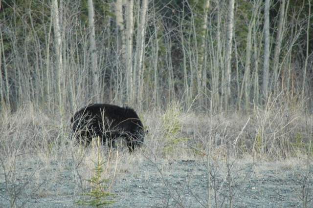 chasse de l ours au Yukon Dsc05910