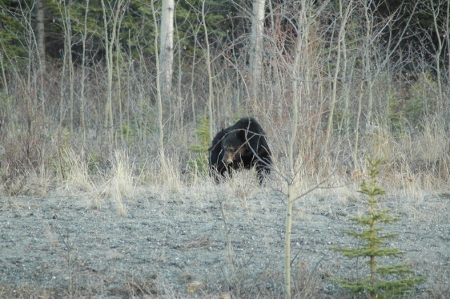 chasse de l ours au Yukon Dsc05912