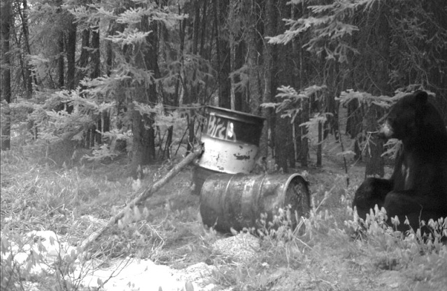 une couples de belle photo d'ours  (caméra de détection ) Mdgc0710