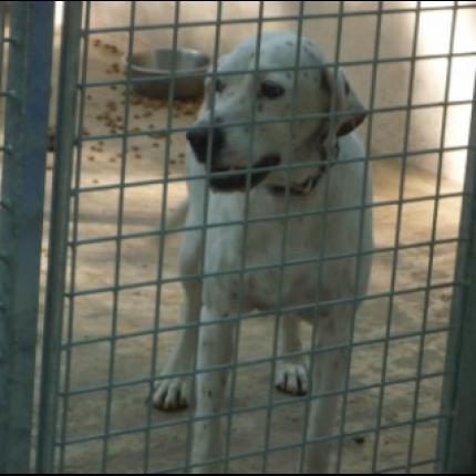 (Adoptable) TROUVEE Femlle Labrador /Braque francais/Type gascogne 13/5/11  SENAS 23084_10