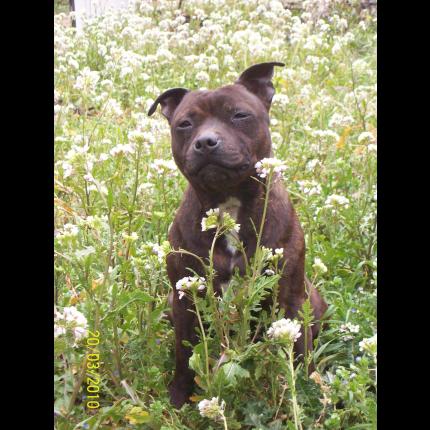 (supprimé) PERDUE  CALY femelle Staffie  PUCEE 26/9/10  MEYREUIL 13  Caly10