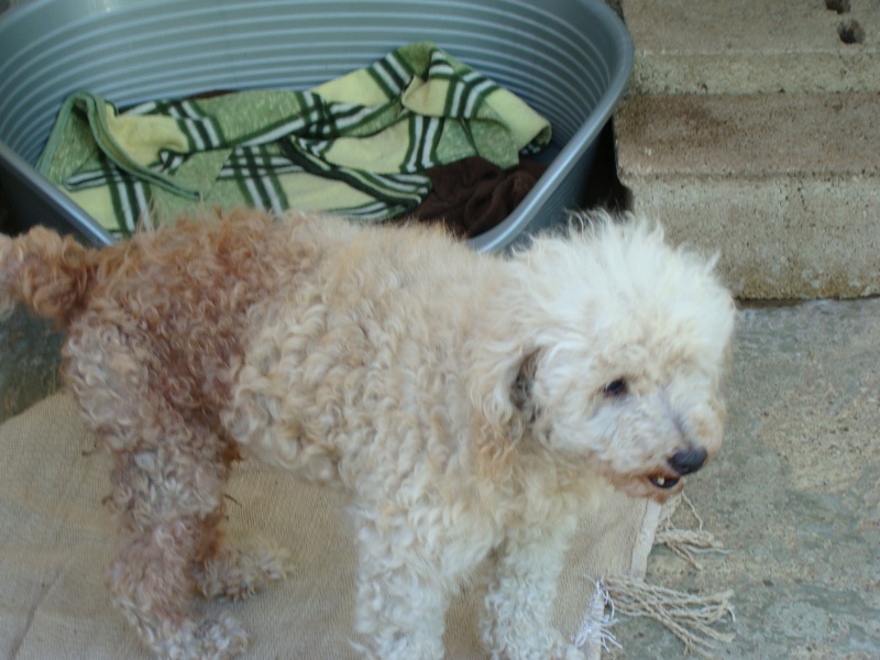 TROUVE MALE CANICHE BLANC  AUTOROUTE PRES DE ... TOULOUSE 31 Dsc03010