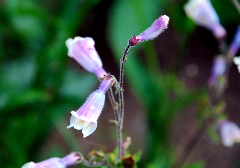 Penstemon - Page 2 Pensta11