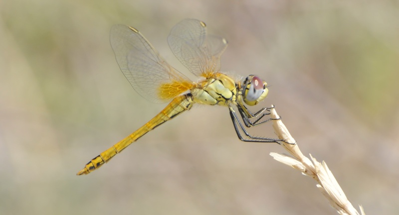 [Sympetrum fonscolombii] Quelques Sympetrum fonscolombii... _dsc8711