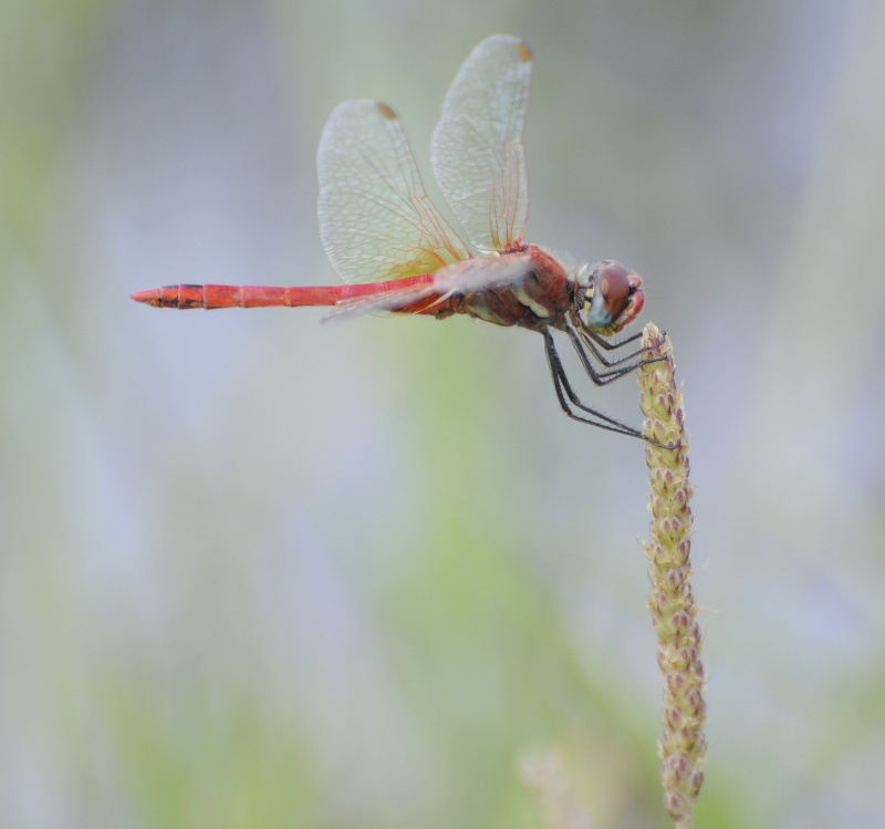 [Sympetrum fonscolombii] Quelques Sympetrum fonscolombii... Fonsco11