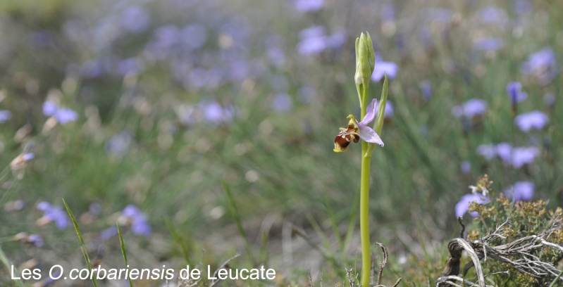 Ophrys corbariensis Ophrys28