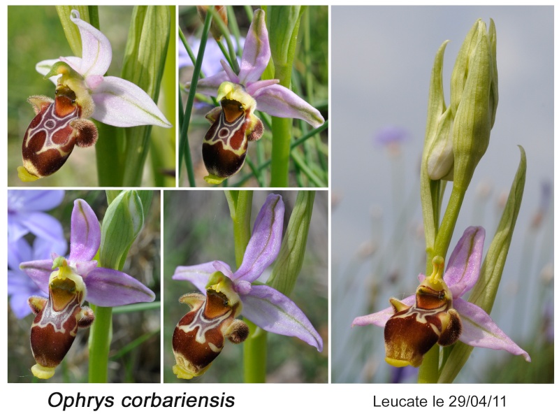 Ophrys corbariensis Ophrys29