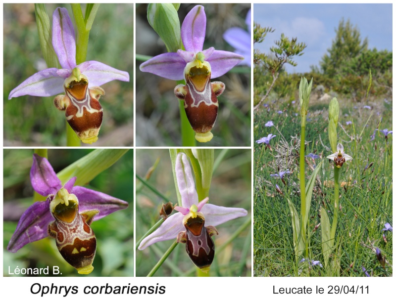Ophrys corbariensis Ophrys30