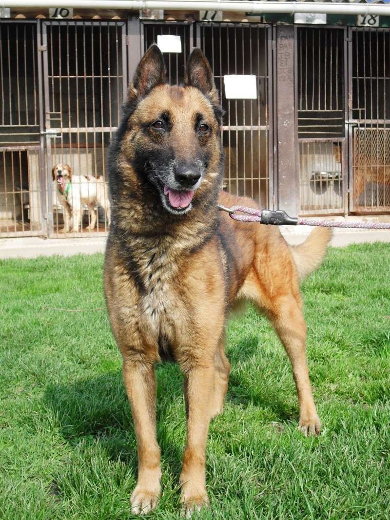 VANY Type berger belge Malinoise 7 ans (60)  Sdc14310