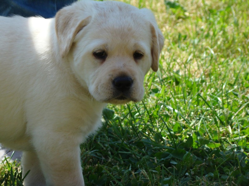 CHIOTS FEMELLES LABRADOR SABLE [b]- TOUS VENDUS [/b] Dsc04934